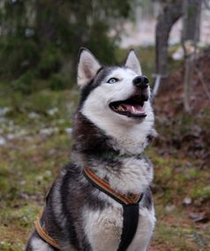 Hondje groepsreizen Lapland